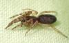 Segestria sp.